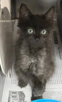 Thunder -  Domestic Short Hair Cat for Adoption in North Myrtle Beach, South Carolina - Thunder | PetCurious