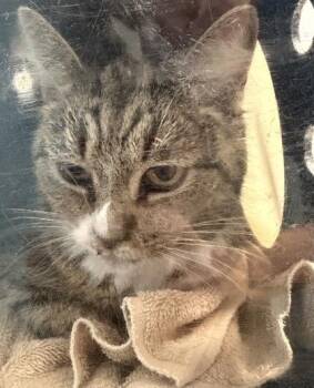 Domestic Short Hair Cats Available for Adoption - Teacup | PetCurious