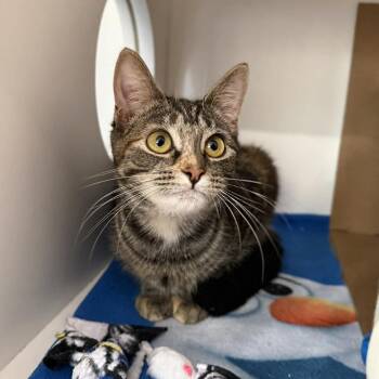 Domestic Short Hair and Torbie Cats Available for Adoption - Rebecca | PetCurious