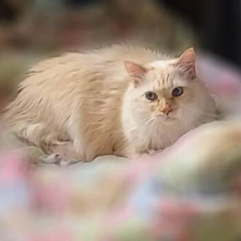 Diamond -  Siamese Cat for Adoption in Springfield, Illinois - Diamond | PetCurious