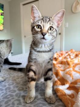 Pluto -  Domestic Short Hair Cat for Adoption in Hudson, New Hampshire - Pluto | PetCurious