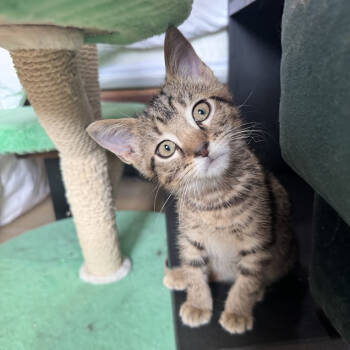 Rescue Domestic Short Hair Cats for Adoption in Chicago, Illinois - Frosty | PetCurious