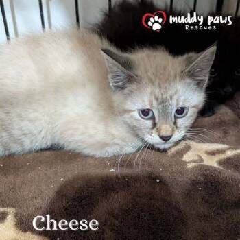 Rescue Domestic Long Hair Cats for Adoption in Council Bluffs, Iowa - Green Bay Packers: Cheese | PetCurious