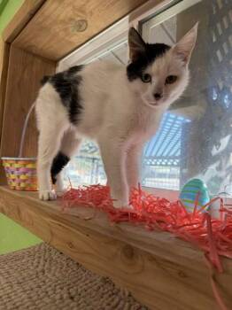 Domestic Short Hair Cats Available for Adoption in Scottsbluff, Nebraska - Masha | PetCurious