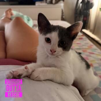Fern -  Domestic Short Hair Cat for Adoption in Vancouver, British Columbia - Fern | PetCurious