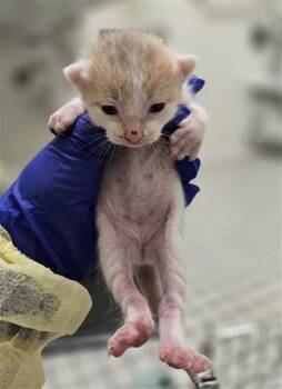 Domestic Short Hair Cats Available for Adoption in Dallas, Texas - BITTY | PetCurious