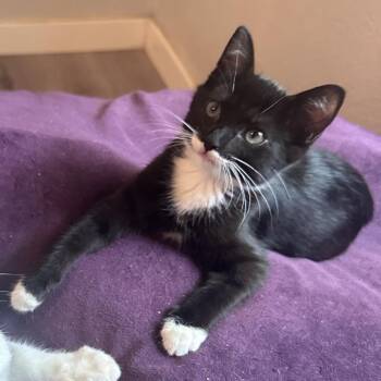 Shana -  Domestic Short Hair Cat for Adoption in NEW PT RICHEY, Florida - Shana | PetCurious