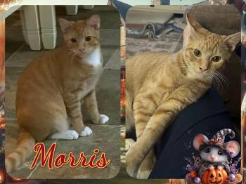 Morris -  Domestic Short Hair Cat for Adoption in Corinth, New York - Morris | PetCurious
