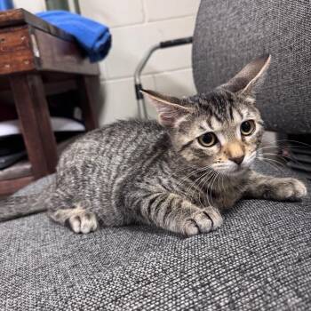Shorts 29756 -  Domestic Short Hair Cat for Adoption in Middleburg, Florida - Shorts 29756 | PetCurious