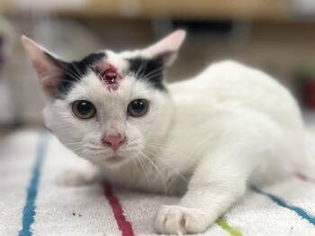 Domestic Short Hair Cats Available for Adoption - HOLSTEIN | PetCurious
