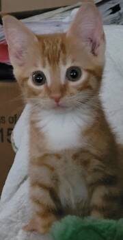Astro -  Domestic Short Hair Cat for Adoption in Lawrenceville, Georgia - Astro | PetCurious