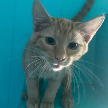 Ernie -  Domestic Short Hair Cat for Adoption in Spencer, Indiana - Ernie | PetCurious