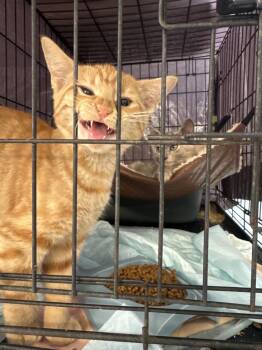 Melissa- MD -  Domestic Short Hair Cat for Adoption in Fort Walton Beach, Florida - Melissa- MD | PetCurious