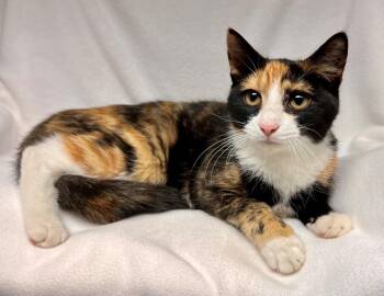 Tawny -  Domestic Short Hair Cat for Adoption in Edinburg, Virginia - Tawny | PetCurious