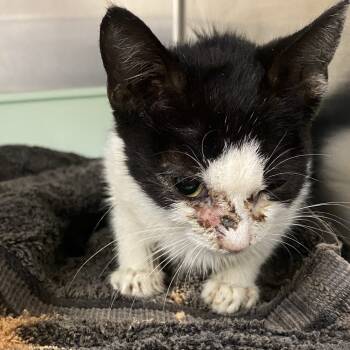 Rescue Domestic Short Hair Cats for Adoption in Auburn, Alabama - Victoria | PetCurious