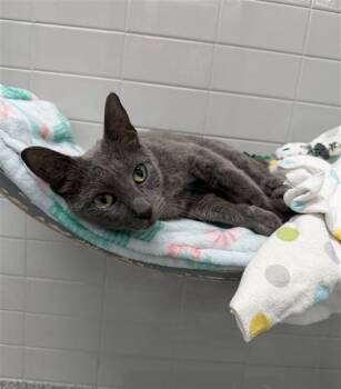 ASPEN -  Domestic Short Hair Cat for Adoption in Omaha, Nebraska - ASPEN | PetCurious