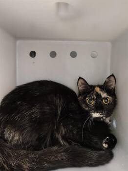 CARMEN -  Domestic Short Hair Cat for Adoption in Leesburg, Virginia - CARMEN | PetCurious