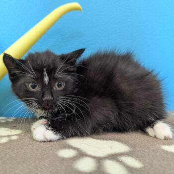 007 -  Domestic Medium Hair Cat for Adoption in Morden, Manitoba - 007 | PetCurious
