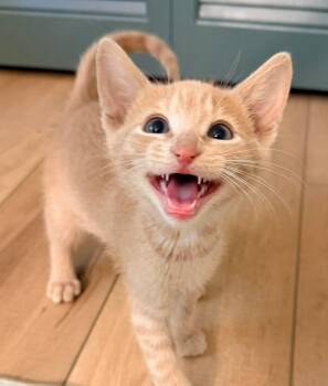 Domestic Short Hair Cats Available for Adoption in Harrison Township, New Jersey - Shamrock | PetCurious