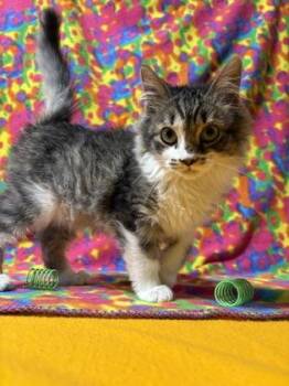 Bowtie -  Domestic Long Hair and Domestic Short Hair Cat for Adoption in Burlington, Wisconsin - Bowtie | PetCurious