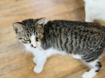 Bliss -  Domestic Short Hair Cat for Adoption in Lucedale, Mississippi - Bliss | PetCurious