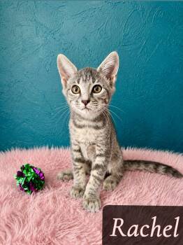 Rachel -  Domestic Short Hair Cat for Adoption in Englewood, Florida - Rachel | PetCurious