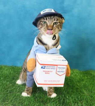 Rescue Domestic Short Hair and Tabby Cats for Adoption in League City, Texas - Sugarfoot! Sweetest Little Guy! | PetCurious