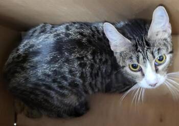 1-7 -  Domestic Short Hair Cat for Adoption in San Antonio, Texas - 1-7 | PetCurious