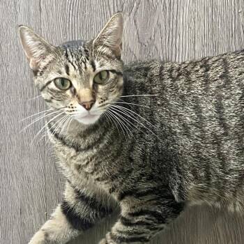 Ellie -  Domestic Short Hair Cat for Adoption in Foley, Alabama - Ellie | PetCurious