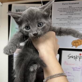 Tony -  Domestic Medium Hair Cat for Adoption in Birmingham, Alabama - Tony | PetCurious