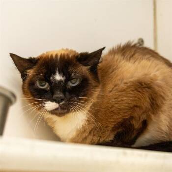 SNOWBALL -  Siamese Cat for Adoption in Methuen, Massachusetts - SNOWBALL | PetCurious