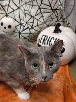 Bianca di Angelo -  Domestic Short Hair Cat for Adoption in Greensboro, North Carolina - Bianca Di Angelo | PetCurious