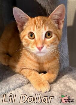Lil Dollar -  Domestic Short Hair Cat for Adoption in Douglasville, Georgia - Lil Dollar | PetCurious
