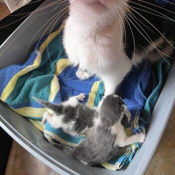 Calypso -  Domestic Long Hair Cat for Adoption in Milan, Illinois - Calypso | PetCurious