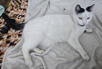 Domestic Short Hair Cats Available for Adoption - Ms. Blackbeard | PetCurious