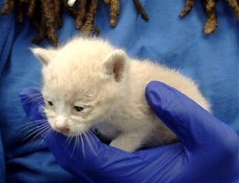 Rescue Domestic Short Hair Cats for Adoption in Dallas, Texas - LUIGI | PetCurious