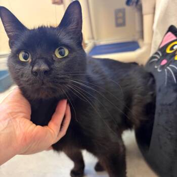 Shock -  Domestic Short Hair Cat for Adoption in Morristown, Vermont - Shock | PetCurious