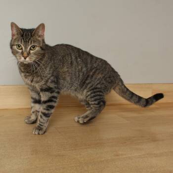 Domestic Short Hair Cats Available for Adoption in Minnetonka, Minnesota - Kendra C69131 | PetCurious