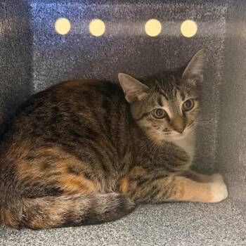 Maddie -  Domestic Short Hair Cat for Adoption in Birmingham, Alabama - Maddie | PetCurious