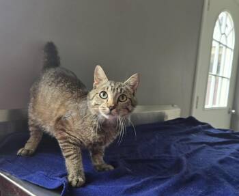 Potter -  Domestic Short Hair Cat for Adoption in Dickson, Tennessee - Potter | PetCurious