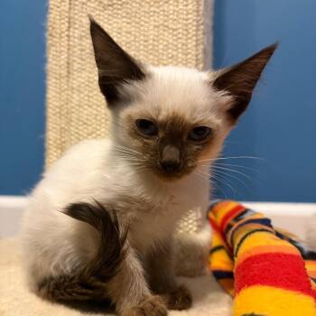 Jolene -  Domestic Short Hair Cat for Adoption in Fairfax Station, Virginia - Jolene | PetCurious