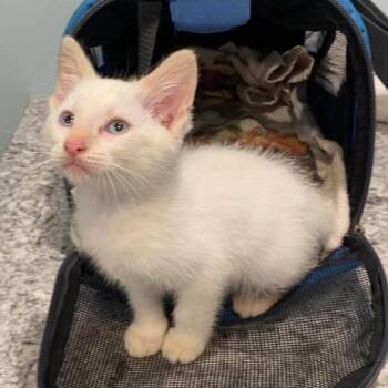 Joe Cool -  Siamese and Domestic Short Hair Cat for Adoption in Madison, Wisconsin - Joe Cool | PetCurious