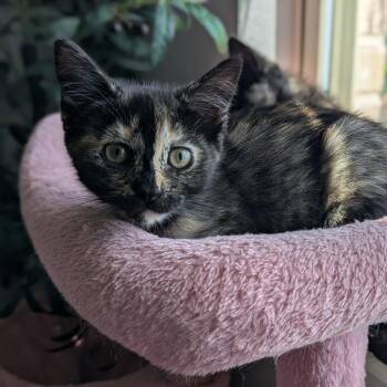 Honey Bun -  Domestic Short Hair Cat for Adoption in Fort Worth, Texas - Honey Bun | PetCurious