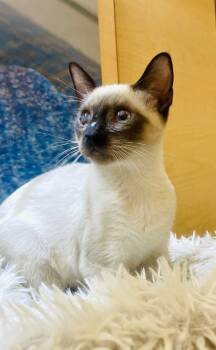 Bam Bam (bonded to Pebbles) -  Siamese and Domestic Short Hair Cat for Adoption in Austin, Texas - Bam Bam (bonded To Pebbles) | PetCurious