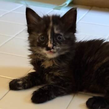 Streak -  Domestic Medium Hair Cat for Adoption in Bel Air, Maryland - Streak | PetCurious