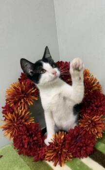 Woody -  Domestic Short Hair Cat for Adoption in Picayune, Mississippi - Woody | PetCurious