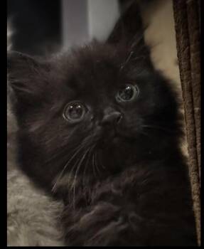 Turbo -  Domestic Long Hair Cat Available for Adoption in Virginia Beach, Virginia - Turbo | PetCurious