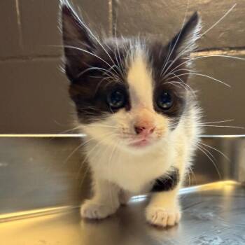 Domestic Short Hair Cats Available for Adoption in Tuscaloosa, Alabama - TUSC-Stray-84095 | PetCurious
