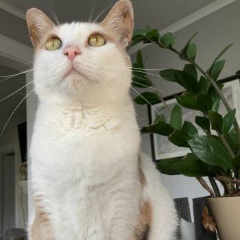 Rescue Domestic Short Hair Cats for Adoption in Asheville, North Carolina - Noli | PetCurious