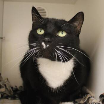 Boots -  Domestic Short Hair Cat for Adoption in Champaign, Illinois - Boots | PetCurious